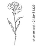 Beautiful hand-drawn carnation profile ink line-rt vector illustration. Single carnation on white background, detailed realistic beautiful flower on a stem with leaves for postcards, coloring, decor. 
