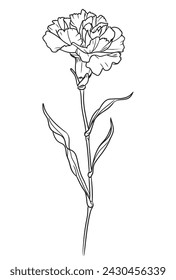 Beautiful hand-drawn carnation profile ink line-rt vector illustration. Single carnation on white background, detailed realistic beautiful flower on a stem with leaves for postcards, coloring, decor. 