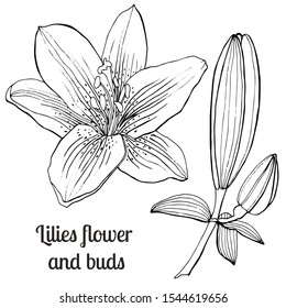 Beautiful hand-drawn lilies and leaves. Vector botanical illustration. Vintage sketch hand-drawn of liner lilies, tattoo vector, etch style. Buds, leaves, stem and elegant flowers.