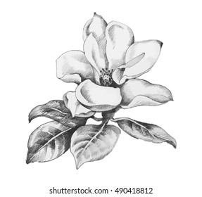 Beautiful hand-drawn monochrome wildflower vector illustration.