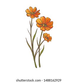 Beautiful hand-drawn orange anemone flowers isolated on white. Vector floral illustration.