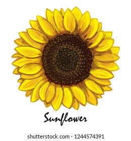 Beautiful hand-drawn sunflower (helianthus) in vector. Realistic sunflower close-up. Botanical element for design.