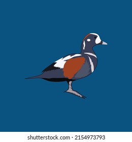 Beautiful  Harlequin duck vector art work and illustration