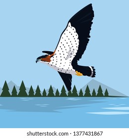 beautiful hawk flying majestic bird in the landscape