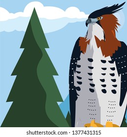 beautiful hawk majestic bird in the landscape
