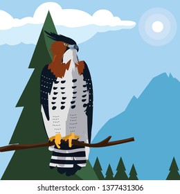 beautiful hawk in tree branch landscape scene