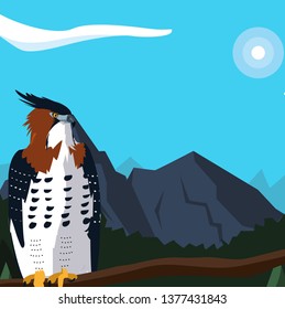 beautiful hawk in tree branch landscape scene