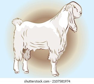 A beautiful and healthy sheep goat line drawing