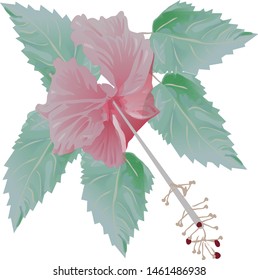 Beautiful Hibiscus Flower and Leaves