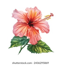 beautiful hibiscus flower vector illustration in watercolour style