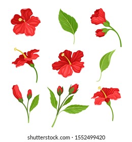 Beautiful Hibiscus Flowers and Leaves Vector Illustrated Set