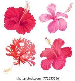 Beautiful hibiscus flowers on white background. Vector set of blooming tropical floral for wedding invitations and greeting card design. 