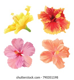 Beautiful hibiscus flowers on white background. Vector set of blooming tropical floral for wedding invitations and greeting card design.