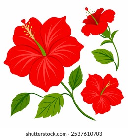 Beautiful Hibiscus set, isolated white background, watercolor illustration, Red flower isolated vector. on white background