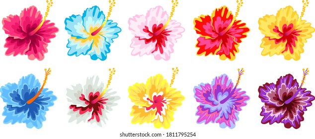 Beautiful Hibuscus flowers species in the world