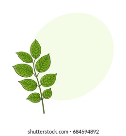 Beautiful honeysuckle leaves, twig, branch decoration element, sketch vector illustration with space for text.