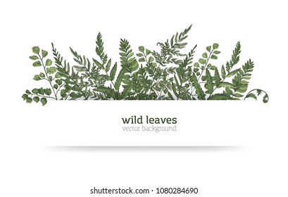 Beautiful horizontal background or banner decorated with gorgeous ferns, wild herbs or green herbaceous plants. Elegant herbal backdrop or border. Colorful realistic natural vector illustration