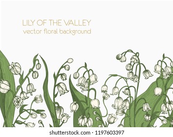 Beautiful horizontal floral backdrop decorated with lily of the valley blooming flowers growing at bottom edge on white background. Elegant realistic hand drawn botanical vector illustration.