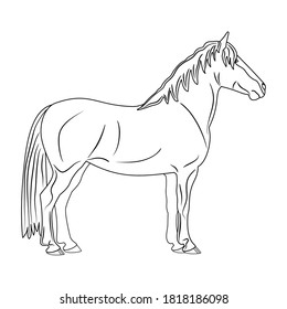 The beautiful horse is isolated on the white background, line art.