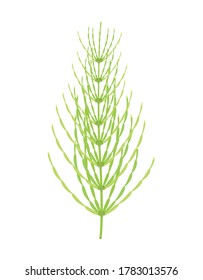 beautiful horsetail twig isolated on white background, botanical vector illustration