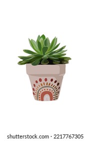 Beautiful house interior succulent flower growing in planter. Green plant in pot for home decor. Tropical houseplant in flowerpot. Vector realistic illustration isolated.