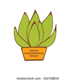 Beautiful  house plant  in vase. vector illustration