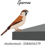 Beautiful House Sparrow Bird Vector 