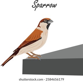 Beautiful House Sparrow Bird Vector 