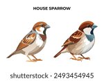 Beautiful House Sparrow on white background vector illustration