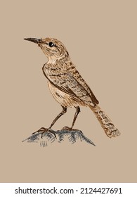 Beautiful house wren bird drawn by hand in vector and isolated on a vintage craft background. Authentic imitation of a color pencil sketch in a realistic style, a page from a bird-watching sketchbook
