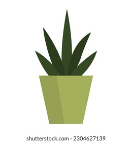 Beautiful houseplant in a decorative vase isolated, gardening and plants concept