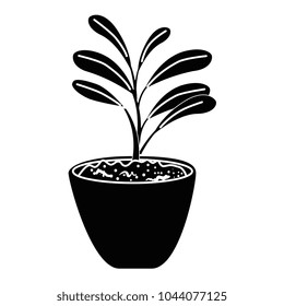 beautiful houseplant in pot