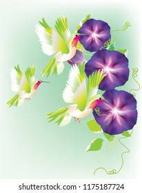 Beautiful Hummingbird feeding on flowers