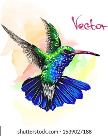 Beautiful hummingbird vector illustration. Hovering hummingbird, bright and colorful illustration. Little colored bird. Juicy colors. Hand-drawn vector.