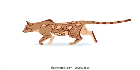 Beautiful hunting graceful bengal cat. Domestic hybrid cat breed cartoon vector illustration isolated on white background