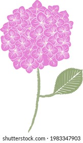 Hermosa hidrangea en Japón. Hermosa Hydrangea macrophylla en Japón