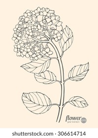 Beautiful hydrangeas. Vector. Hand drawn artwork. Love concept for wedding invitations, cards, tickets, congratulations, branding, boutique logo, label. Gift for young girl and women 