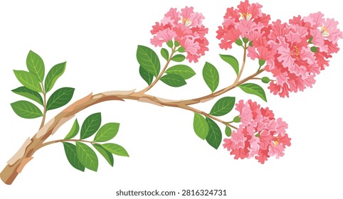 A beautiful illustration of a blooming crape myrtle branch with vibrant pink flowers and green leaves isolated on a white background.