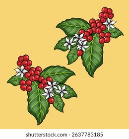 Beautiful Illustration of Coffee Plant with Berries and Flowers