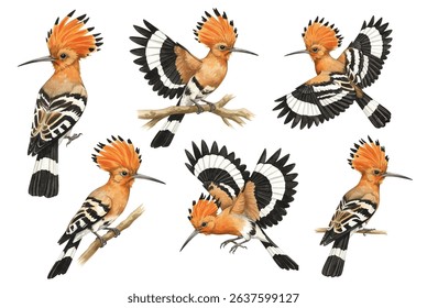 Beautiful  illustration of a hoopoe bird with vivid orange crest and black-tipped feathers. Perfect for nature-themed prints, greeting cards, and decorative designs.