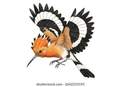 Mooie illustratie van een hoopvogel met levendige oranje kam en veren met zwarte punt. Perfect voor prints met een natuurthema, wenskaarten en decoratieve ontwerpen.
