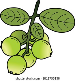Una bella ilustración de un árbol de cal