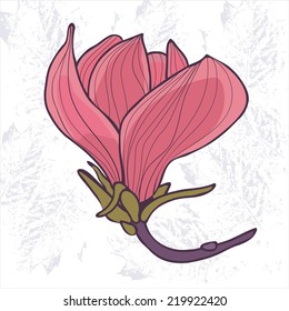 Beautiful illustration of magnolia flower. Vector format