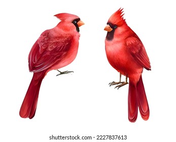 Beautiful illustration of Red Birds on white isolated background. Watercolor illustration. Hand drawn wildlife