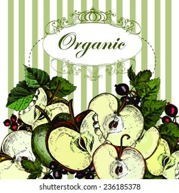Beautiful illustrations with organic apples. Vector.