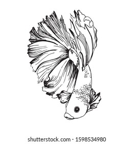 
beautiful image of a fish with a beautiful big tail