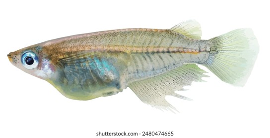 Beautiful Indian blue ricefish (Oryzias dancena, indo-medaka) fish with long pelvic fins and a transparent body (male. Realistic retouched cut-out illustration)