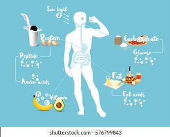 beautiful info graphic design concept vector of digestive system and absorption system of human