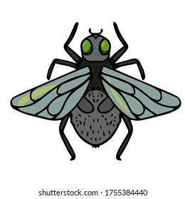 beautiful insects, fly vector illustration isolated on white background