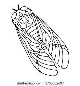 beautiful insects vector illustration isolated on white background, black and white
